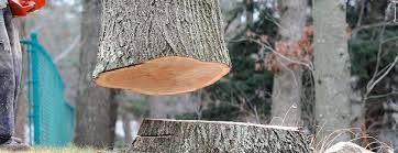 How Our Tree Care Process Works  in  Vandalia, IL